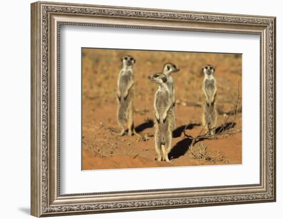 Meerkats (Suricata Suricatta) Standing Alert, Kgalagadi Transfrontier Park, Northern Cape-Ann & Steve Toon-Framed Photographic Print