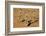 Meerkats (Suricata Suricatta) Standing Alert, Kgalagadi Transfrontier Park, Northern Cape-Ann & Steve Toon-Framed Photographic Print