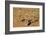 Meerkats (Suricata Suricatta) Standing Alert, Kgalagadi Transfrontier Park, Northern Cape-Ann & Steve Toon-Framed Photographic Print