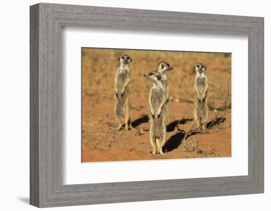 Meerkats (Suricata Suricatta) Standing Alert, Kgalagadi Transfrontier Park, Northern Cape-Ann & Steve Toon-Framed Photographic Print