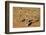 Meerkats (Suricata Suricatta) Standing Alert, Kgalagadi Transfrontier Park, Northern Cape-Ann & Steve Toon-Framed Photographic Print