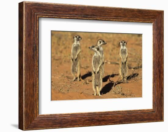 Meerkats (Suricata Suricatta) Standing Alert, Kgalagadi Transfrontier Park, Northern Cape-Ann & Steve Toon-Framed Photographic Print