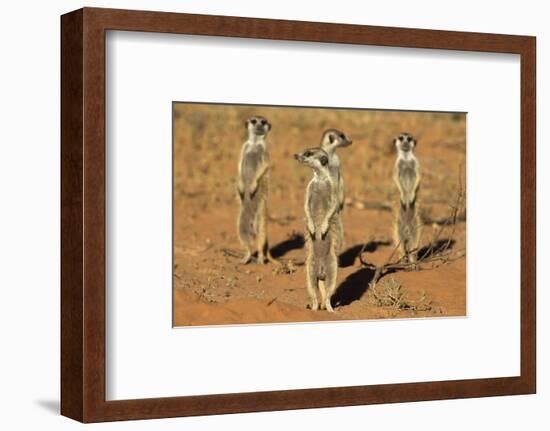 Meerkats (Suricata Suricatta) Standing Alert, Kgalagadi Transfrontier Park, Northern Cape-Ann & Steve Toon-Framed Photographic Print