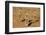 Meerkats (Suricata Suricatta) Standing Alert, Kgalagadi Transfrontier Park, Northern Cape-Ann & Steve Toon-Framed Photographic Print