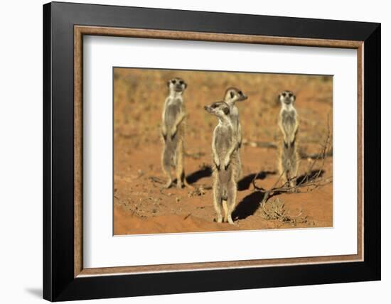 Meerkats (Suricata Suricatta) Standing Alert, Kgalagadi Transfrontier Park, Northern Cape-Ann & Steve Toon-Framed Photographic Print