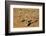 Meerkats (Suricata Suricatta) Standing Alert, Kgalagadi Transfrontier Park, Northern Cape-Ann & Steve Toon-Framed Photographic Print