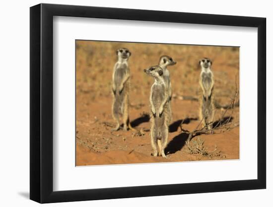 Meerkats (Suricata Suricatta) Standing Alert, Kgalagadi Transfrontier Park, Northern Cape-Ann & Steve Toon-Framed Photographic Print