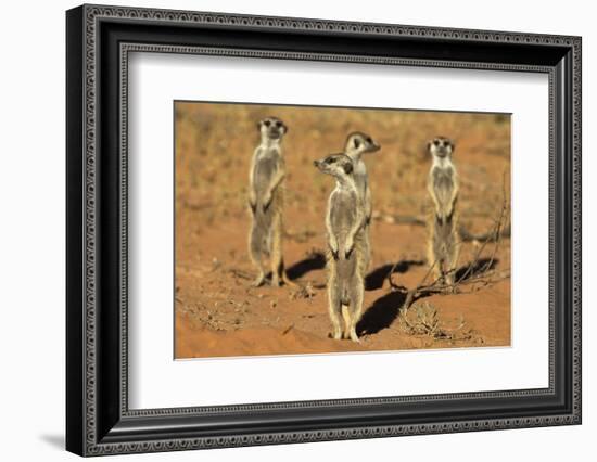 Meerkats (Suricata Suricatta) Standing Alert, Kgalagadi Transfrontier Park, Northern Cape-Ann & Steve Toon-Framed Photographic Print
