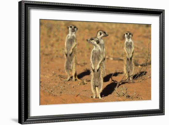 Meerkats (Suricata Suricatta) Standing Alert, Kgalagadi Transfrontier Park, Northern Cape-Ann & Steve Toon-Framed Photographic Print