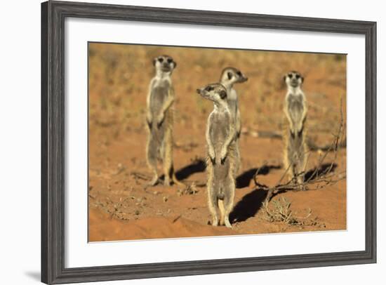 Meerkats (Suricata Suricatta) Standing Alert, Kgalagadi Transfrontier Park, Northern Cape-Ann & Steve Toon-Framed Photographic Print