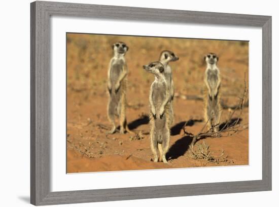 Meerkats (Suricata Suricatta) Standing Alert, Kgalagadi Transfrontier Park, Northern Cape-Ann & Steve Toon-Framed Photographic Print