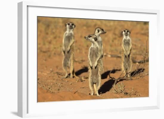 Meerkats (Suricata Suricatta) Standing Alert, Kgalagadi Transfrontier Park, Northern Cape-Ann & Steve Toon-Framed Photographic Print