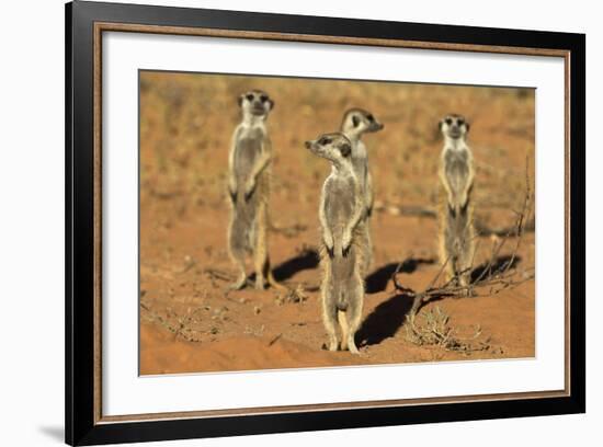 Meerkats (Suricata Suricatta) Standing Alert, Kgalagadi Transfrontier Park, Northern Cape-Ann & Steve Toon-Framed Photographic Print