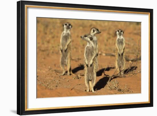 Meerkats (Suricata Suricatta) Standing Alert, Kgalagadi Transfrontier Park, Northern Cape-Ann & Steve Toon-Framed Photographic Print