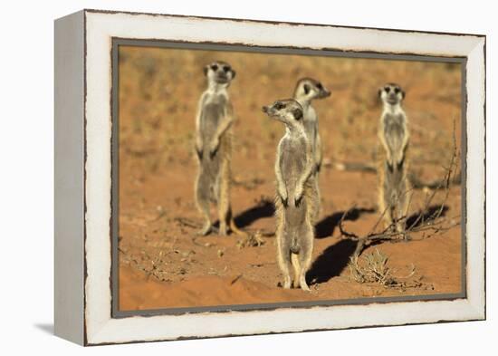 Meerkats (Suricata Suricatta) Standing Alert, Kgalagadi Transfrontier Park, Northern Cape-Ann & Steve Toon-Framed Premier Image Canvas