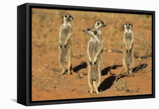 Meerkats (Suricata Suricatta) Standing Alert, Kgalagadi Transfrontier Park, Northern Cape-Ann & Steve Toon-Framed Premier Image Canvas