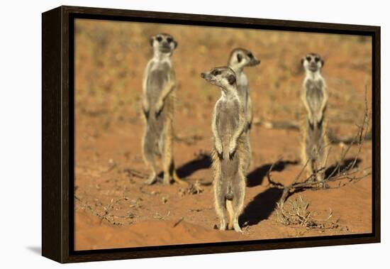 Meerkats (Suricata Suricatta) Standing Alert, Kgalagadi Transfrontier Park, Northern Cape-Ann & Steve Toon-Framed Premier Image Canvas