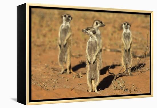 Meerkats (Suricata Suricatta) Standing Alert, Kgalagadi Transfrontier Park, Northern Cape-Ann & Steve Toon-Framed Premier Image Canvas
