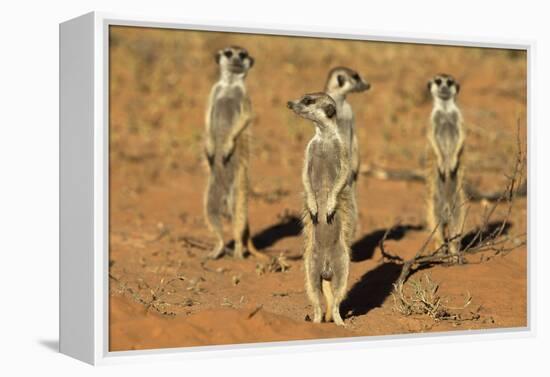Meerkats (Suricata Suricatta) Standing Alert, Kgalagadi Transfrontier Park, Northern Cape-Ann & Steve Toon-Framed Premier Image Canvas