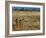 Meerkats (Suricates) (Suricata Suricatta), Addo National Park, South Africa, Africa-Steve & Ann Toon-Framed Photographic Print