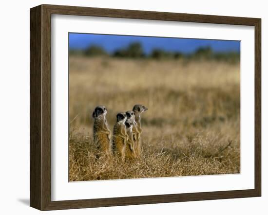 Meerkats (Suricates) (Suricata Suricatta), Addo National Park, South Africa, Africa-Steve & Ann Toon-Framed Photographic Print