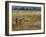 Meerkats (Suricates) (Suricata Suricatta), Addo National Park, South Africa, Africa-Steve & Ann Toon-Framed Photographic Print