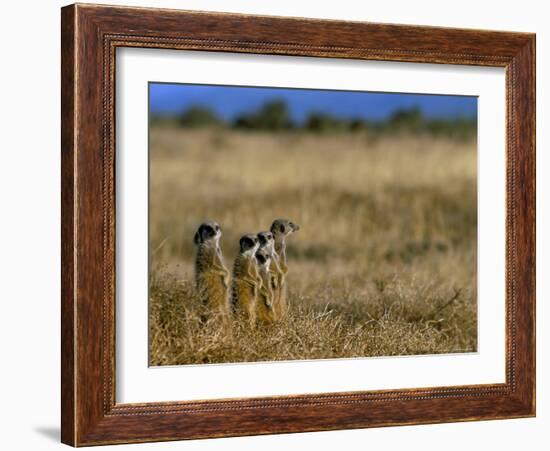 Meerkats (Suricates) (Suricata Suricatta), Addo National Park, South Africa, Africa-Steve & Ann Toon-Framed Photographic Print