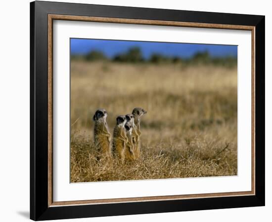 Meerkats (Suricates) (Suricata Suricatta), Addo National Park, South Africa, Africa-Steve & Ann Toon-Framed Photographic Print