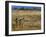 Meerkats (Suricates) (Suricata Suricatta), Addo National Park, South Africa, Africa-Steve & Ann Toon-Framed Photographic Print