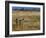 Meerkats (Suricates) (Suricata Suricatta), Addo National Park, South Africa, Africa-Steve & Ann Toon-Framed Photographic Print