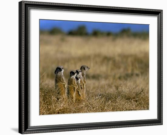 Meerkats (Suricates) (Suricata Suricatta), Addo National Park, South Africa, Africa-Steve & Ann Toon-Framed Photographic Print