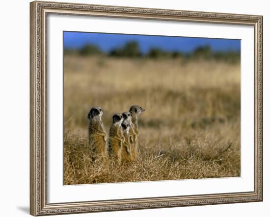 Meerkats (Suricates) (Suricata Suricatta), Addo National Park, South Africa, Africa-Steve & Ann Toon-Framed Photographic Print