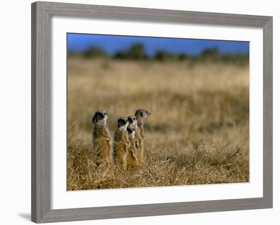 Meerkats (Suricates) (Suricata Suricatta), Addo National Park, South Africa, Africa-Steve & Ann Toon-Framed Photographic Print