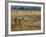 Meerkats (Suricates) (Suricata Suricatta), Addo National Park, South Africa, Africa-Steve & Ann Toon-Framed Photographic Print