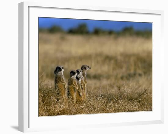 Meerkats (Suricates) (Suricata Suricatta), Addo National Park, South Africa, Africa-Steve & Ann Toon-Framed Photographic Print