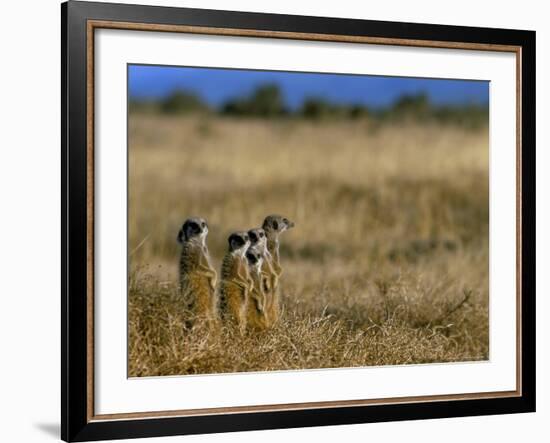 Meerkats (Suricates) (Suricata Suricatta), Addo National Park, South Africa, Africa-Steve & Ann Toon-Framed Photographic Print