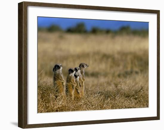 Meerkats (Suricates) (Suricata Suricatta), Addo National Park, South Africa, Africa-Steve & Ann Toon-Framed Photographic Print