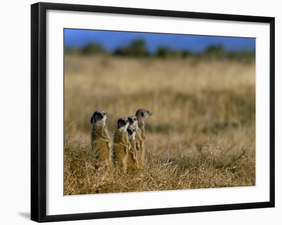 Meerkats (Suricates) (Suricata Suricatta), Addo National Park, South Africa, Africa-Steve & Ann Toon-Framed Photographic Print