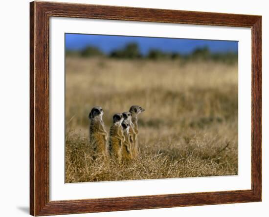 Meerkats (Suricates) (Suricata Suricatta), Addo National Park, South Africa, Africa-Steve & Ann Toon-Framed Photographic Print