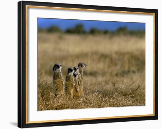 Meerkats (Suricates) (Suricata Suricatta), Addo National Park, South Africa, Africa-Steve & Ann Toon-Framed Photographic Print