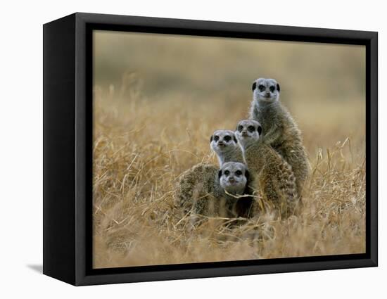 Meerkats (Suricates) (Suricata Suricatta), Greater Addo National Park, South Africa, Africa-Steve & Ann Toon-Framed Premier Image Canvas