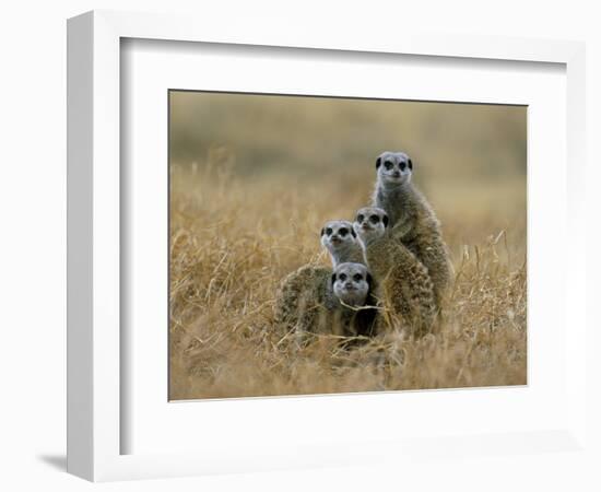 Meerkats (Suricates) (Suricata Suricatta), Greater Addo National Park, South Africa, Africa-Steve & Ann Toon-Framed Photographic Print