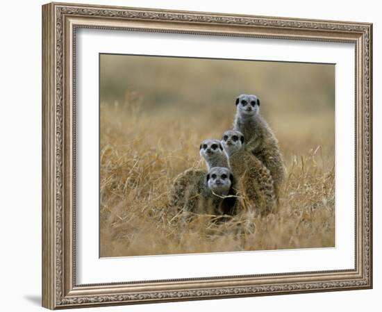 Meerkats (Suricates) (Suricata Suricatta), Greater Addo National Park, South Africa, Africa-Steve & Ann Toon-Framed Photographic Print