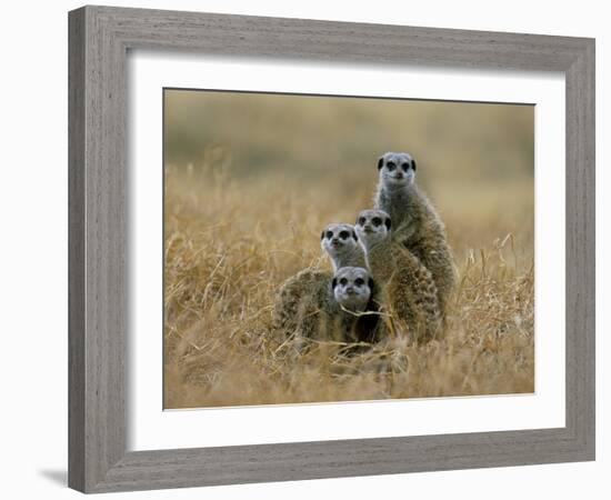 Meerkats (Suricates) (Suricata Suricatta), Greater Addo National Park, South Africa, Africa-Steve & Ann Toon-Framed Photographic Print