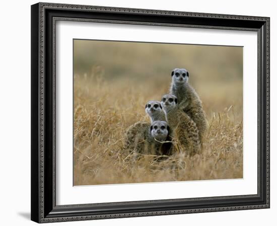 Meerkats (Suricates) (Suricata Suricatta), Greater Addo National Park, South Africa, Africa-Steve & Ann Toon-Framed Photographic Print