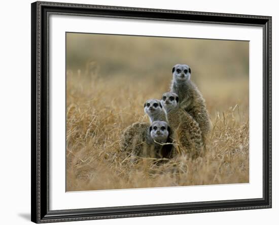 Meerkats (Suricates) (Suricata Suricatta), Greater Addo National Park, South Africa, Africa-Steve & Ann Toon-Framed Photographic Print