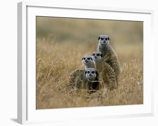 Meerkats (Suricates) (Suricata Suricatta), Greater Addo National Park, South Africa, Africa-Steve & Ann Toon-Framed Photographic Print