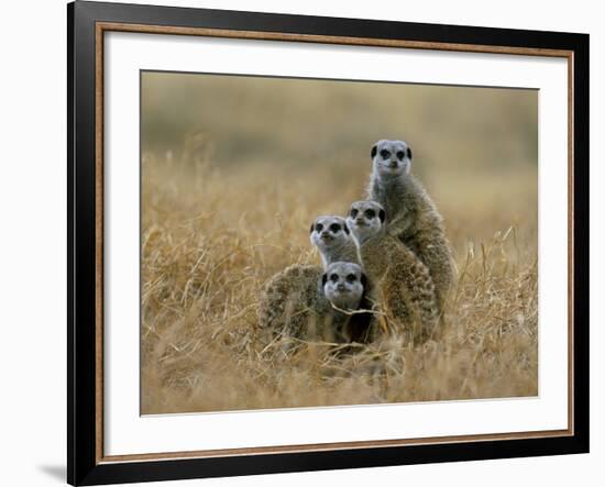 Meerkats (Suricates) (Suricata Suricatta), Greater Addo National Park, South Africa, Africa-Steve & Ann Toon-Framed Photographic Print