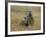 Meerkats (Suricates) (Suricata Suricatta), Greater Addo National Park, South Africa, Africa-Steve & Ann Toon-Framed Photographic Print