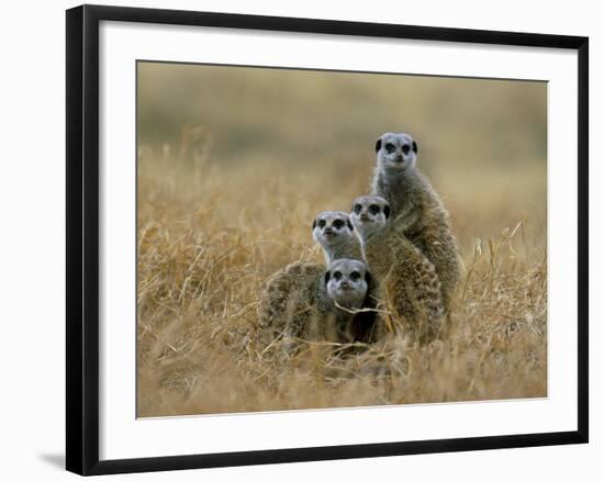 Meerkats (Suricates) (Suricata Suricatta), Greater Addo National Park, South Africa, Africa-Steve & Ann Toon-Framed Photographic Print